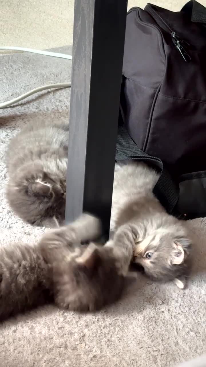 Mixed Breed cats for sale: Beautiful British Longhair × Nebelung  - Video 3
