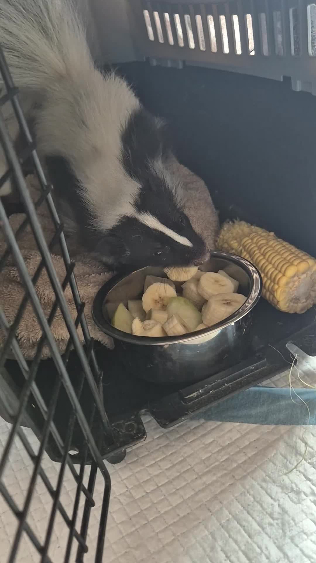 Ferret rodents for sale: Baby skunks  - Video 2