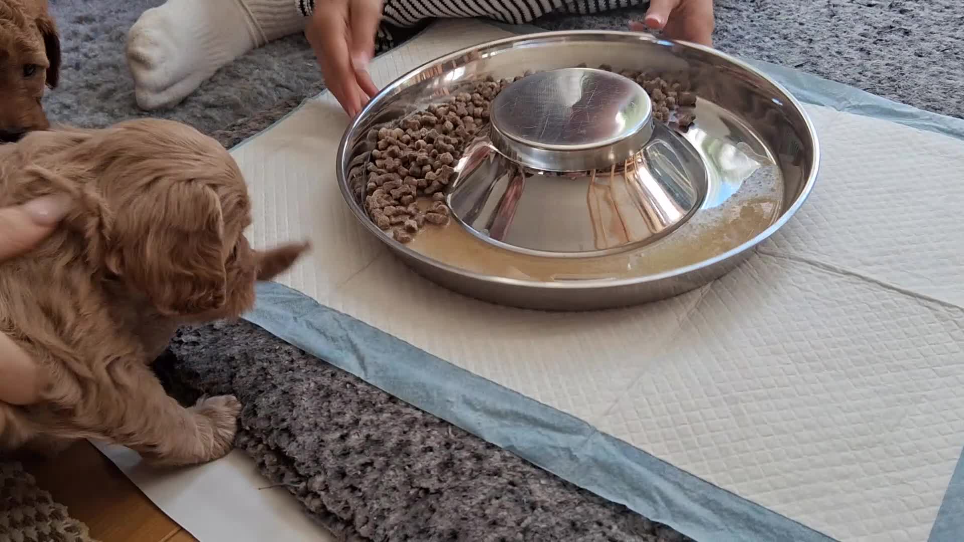 Mixed Breed dogs for sale: Beautiful Golden Cavadoodle Puppies for Sale. - Video 1