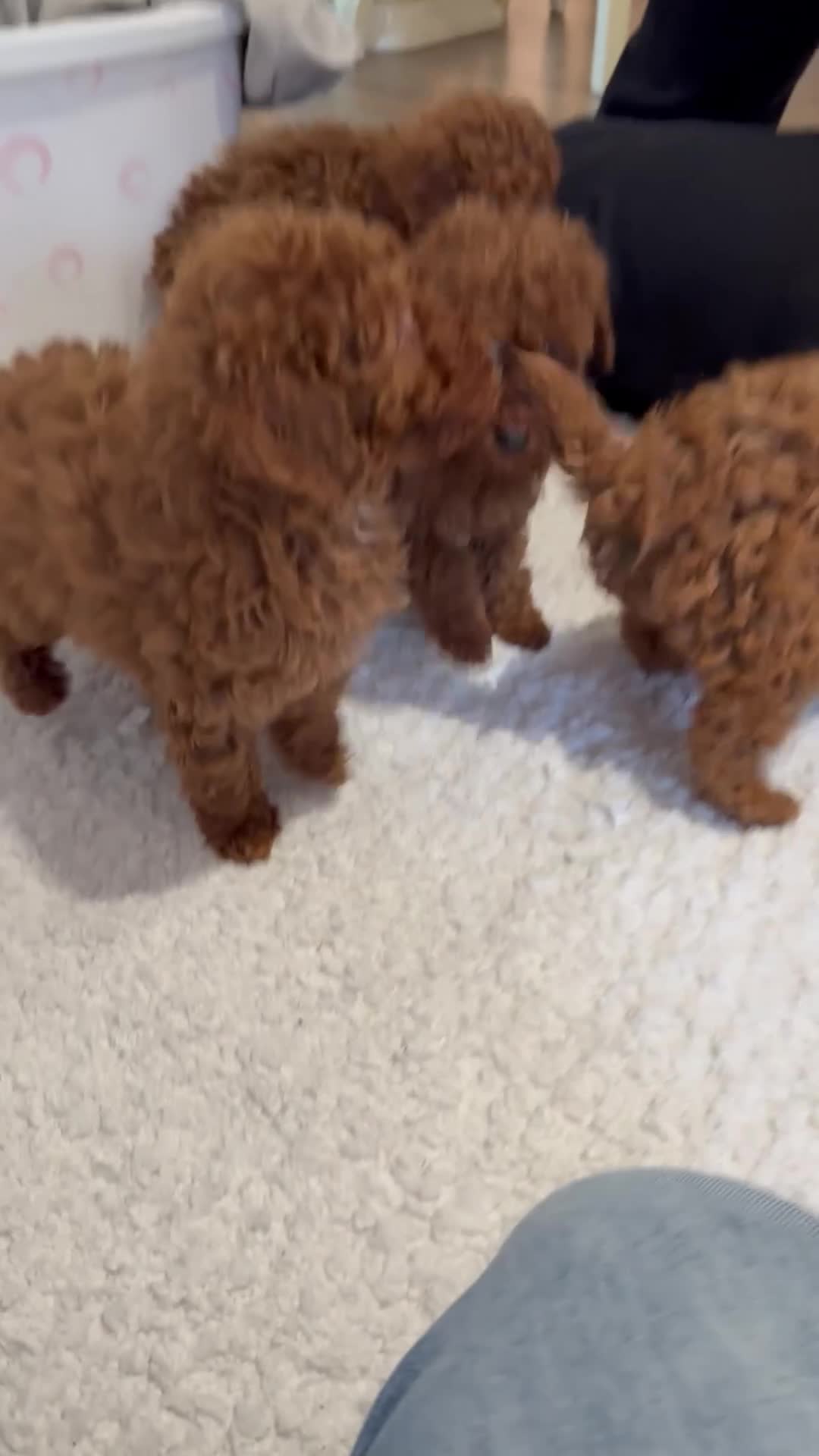 Maltipoo dogs for sale: Red coated maltipoos puppies for sale ♥️🐾 - Video 2