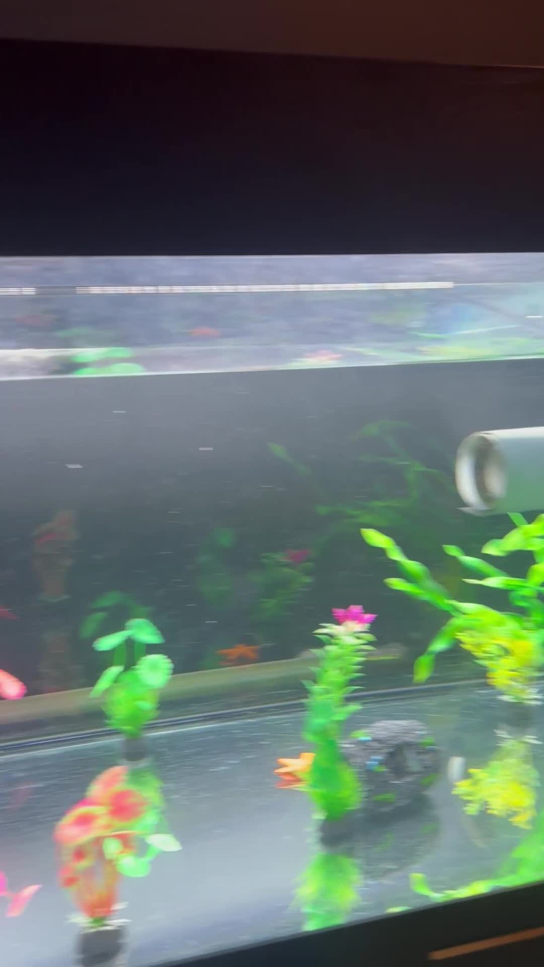 Turtle reptiles for sale: Beautiful Turtle - Video 4