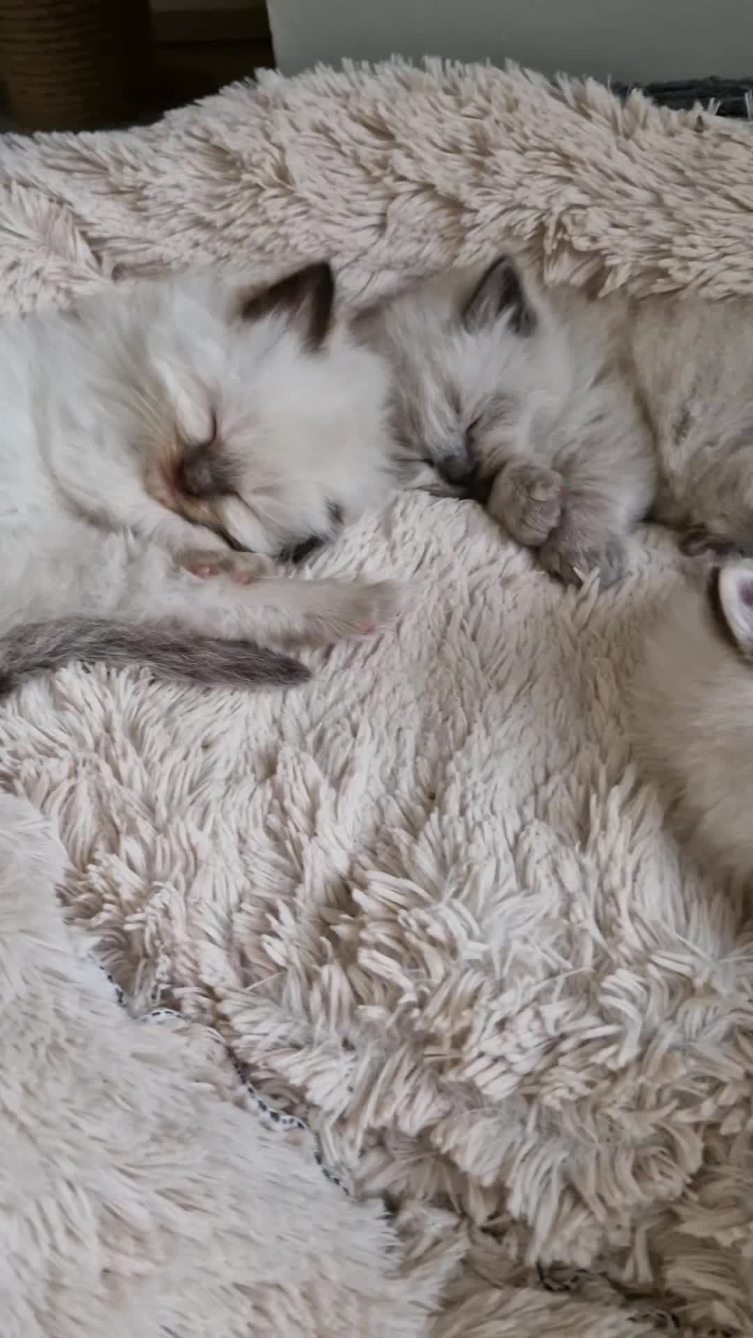 Ragdoll cats for sale: 🐾 Gorgeous Ragdoll Kittens.Ready 22nd December 🐾 - Video 1