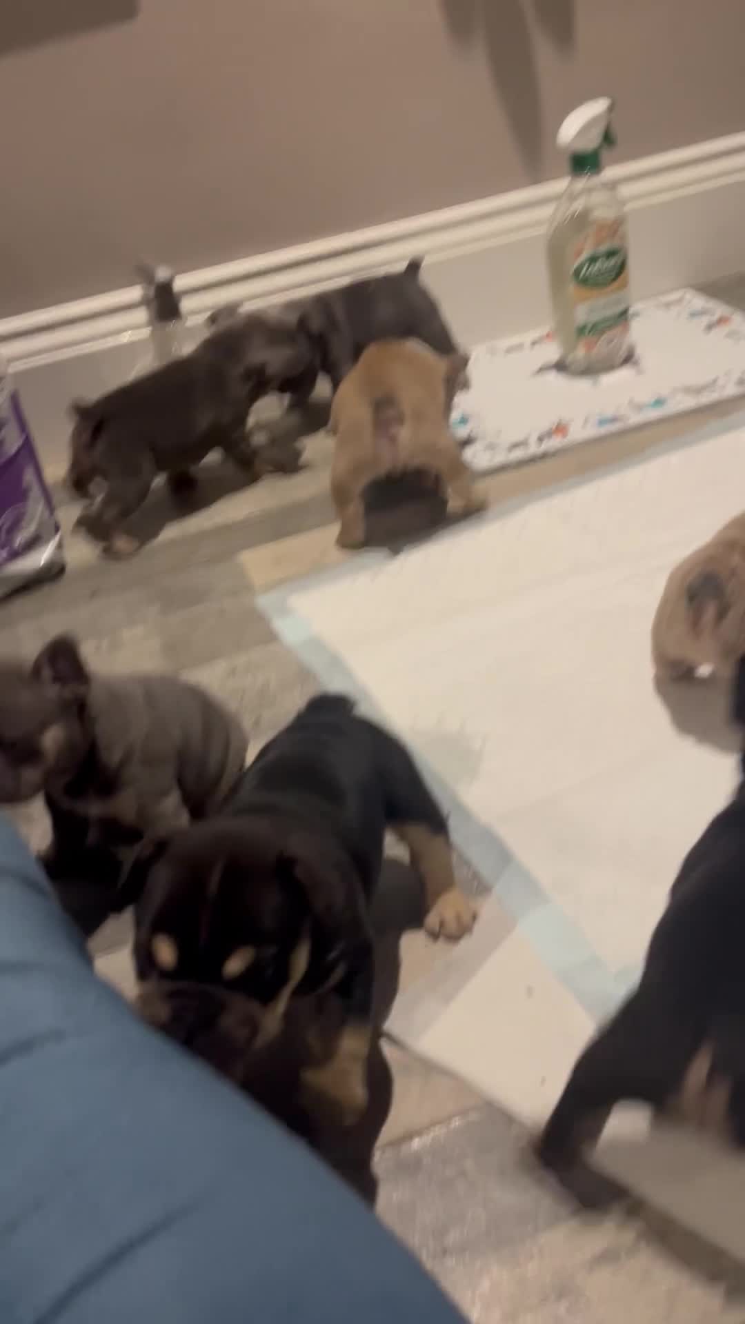 Mixed Breed dogs for sale: Beautiful freelance bulldogs  - Video 1