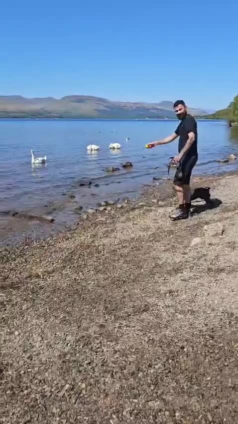 Staffordshire Bull Terrier dogs for stud: Stunning blue staffy for 1st time stud - Video 2