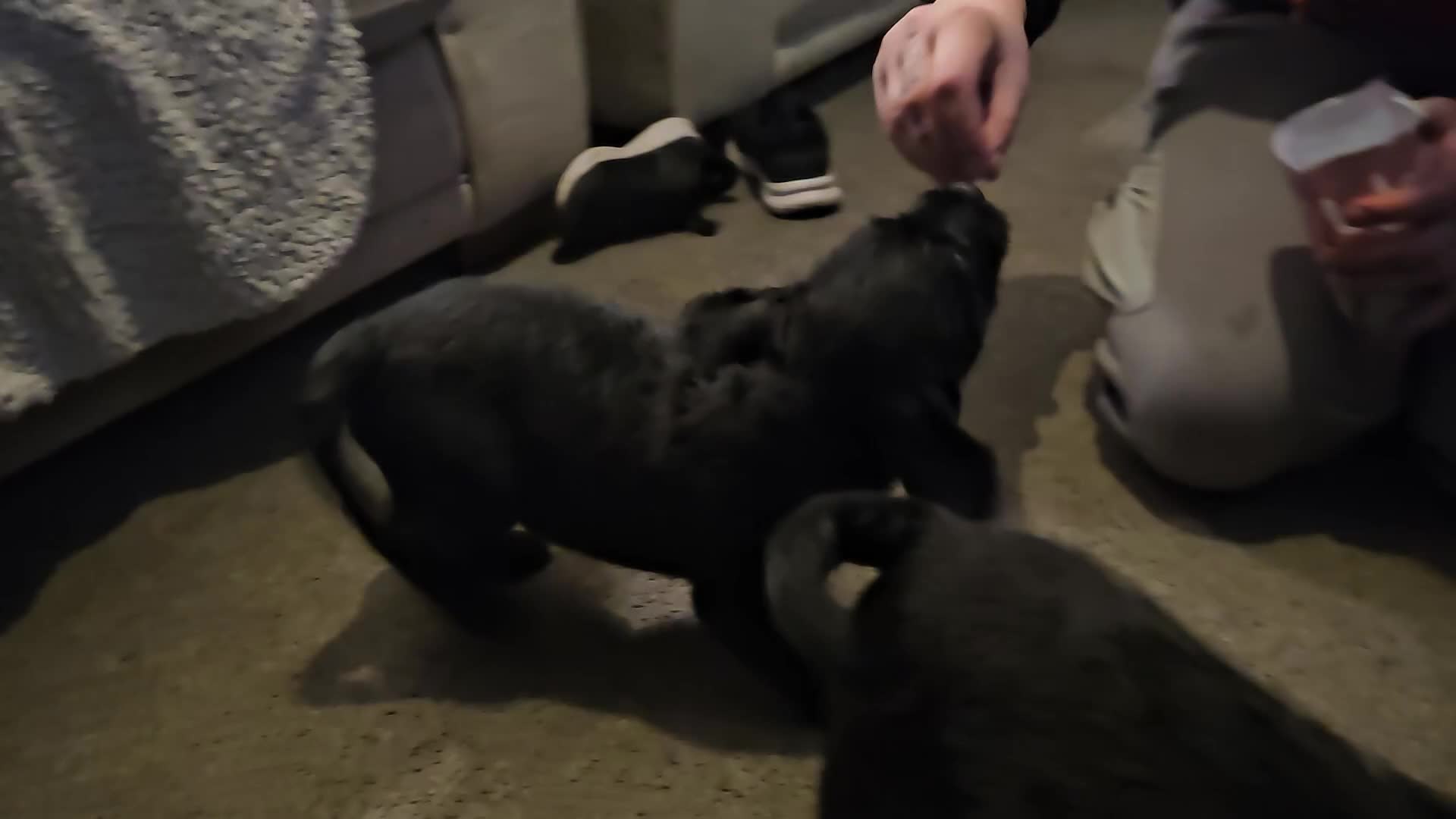 Mixed Breed dogs for sale: Froodle puppies  - Video 1