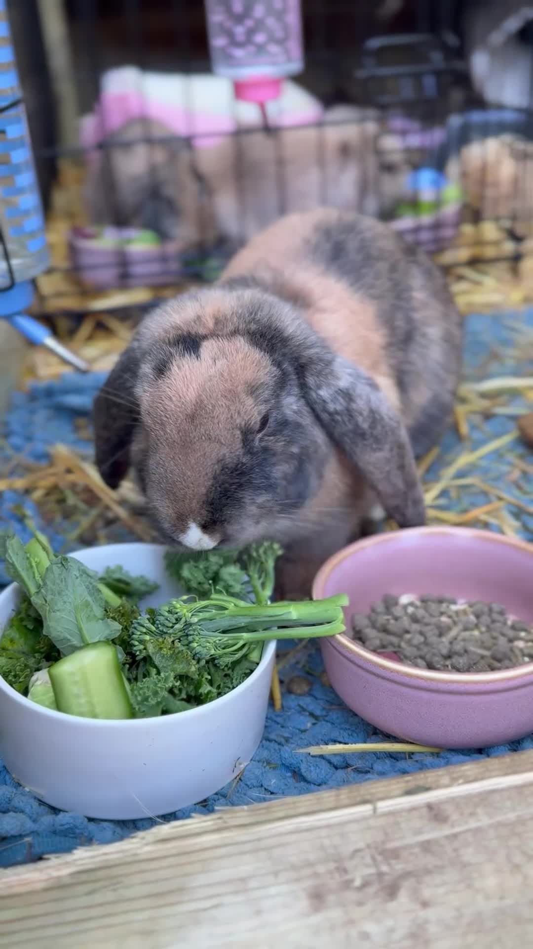 Mini Lop rabbits for sale: Mini Lop rabbit  - Video 2