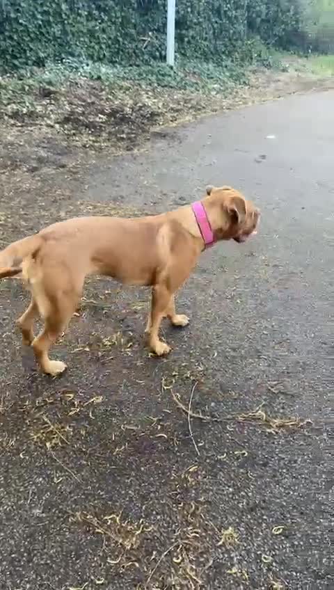 Dogue De Bordeaux dogs for sale: Beautiful 1 year old dog for rehome  - Video 1