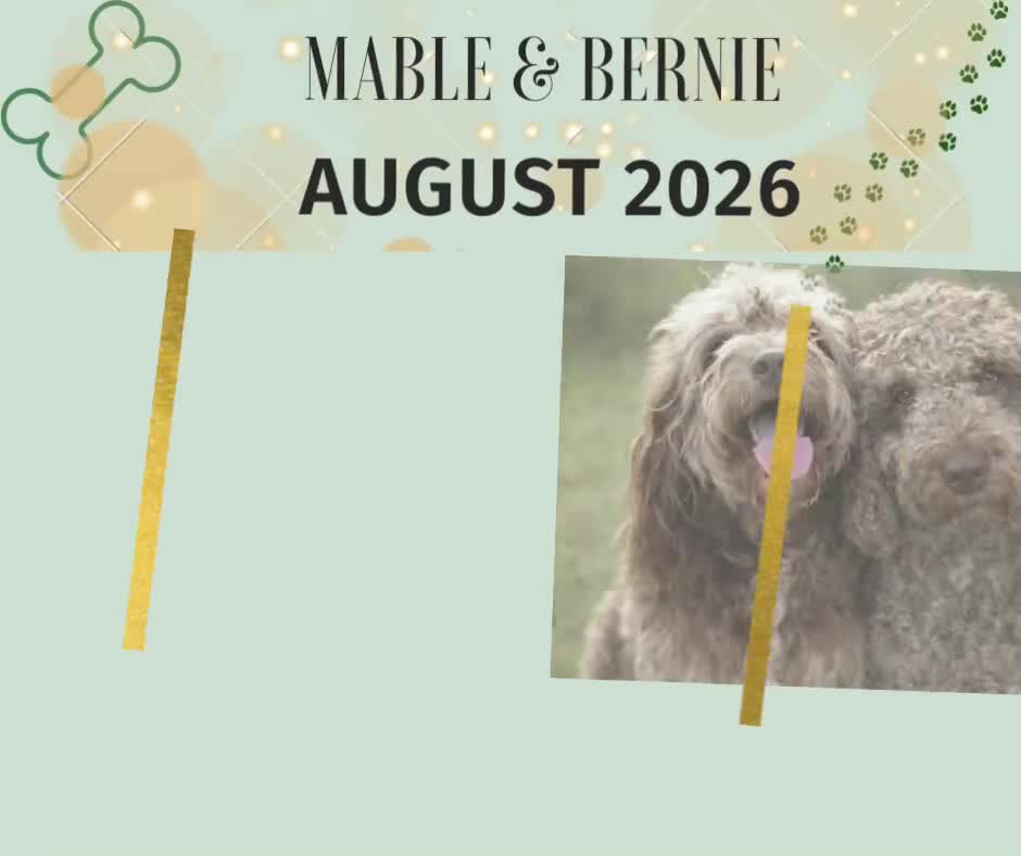 Australian Labradoodle dogs for sale: 🌈 Waiting List Open RAINBOW litter due mid August - Video 1