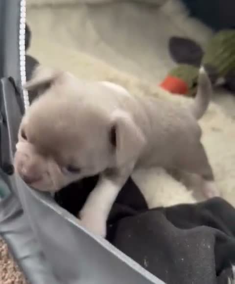 Chihuahua dogs for stud: KC reg-Health tested-PROVEN  - Video 1