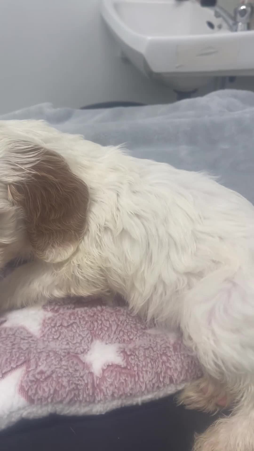 Cockapoo dogs for sale: Stunning Cockapoo puppies  - Video 3