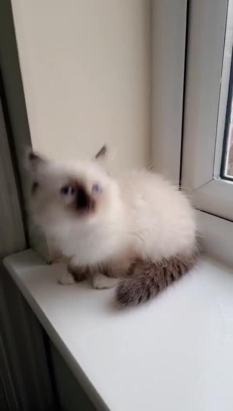 Ragdoll cats for sale: TICA REGISTERED KITTENS/Active - Video 2