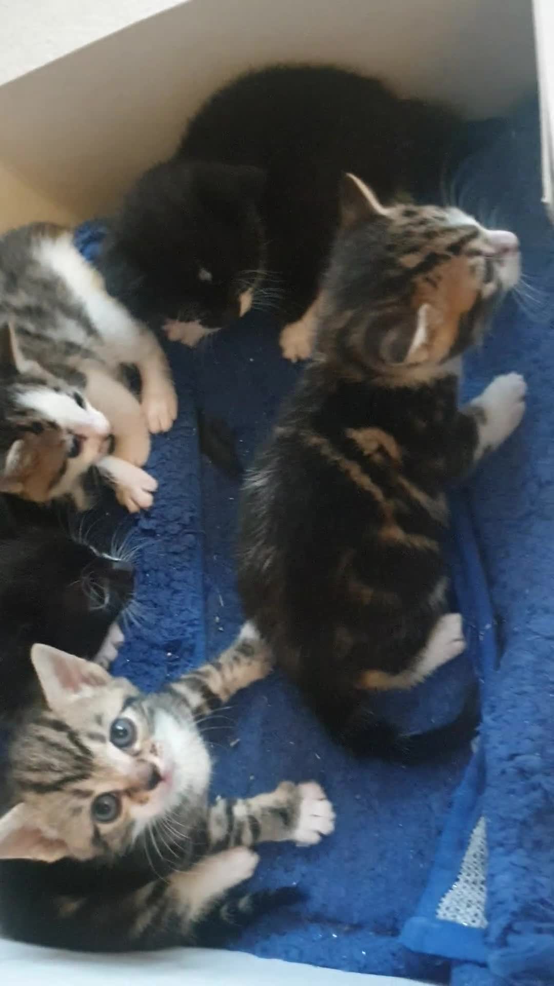 Mixed Breed cats for sale: Sweet Black & White & Tabby Kittens - Video 2