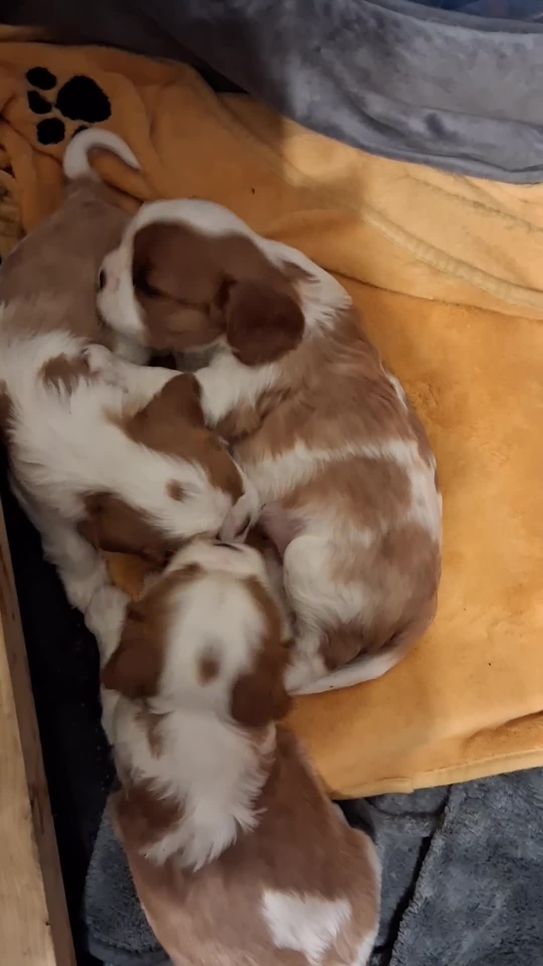 Cavalier King Charles Spaniel dogs for sale: Cavalier King Charles Spaniel puppies  - Video 1