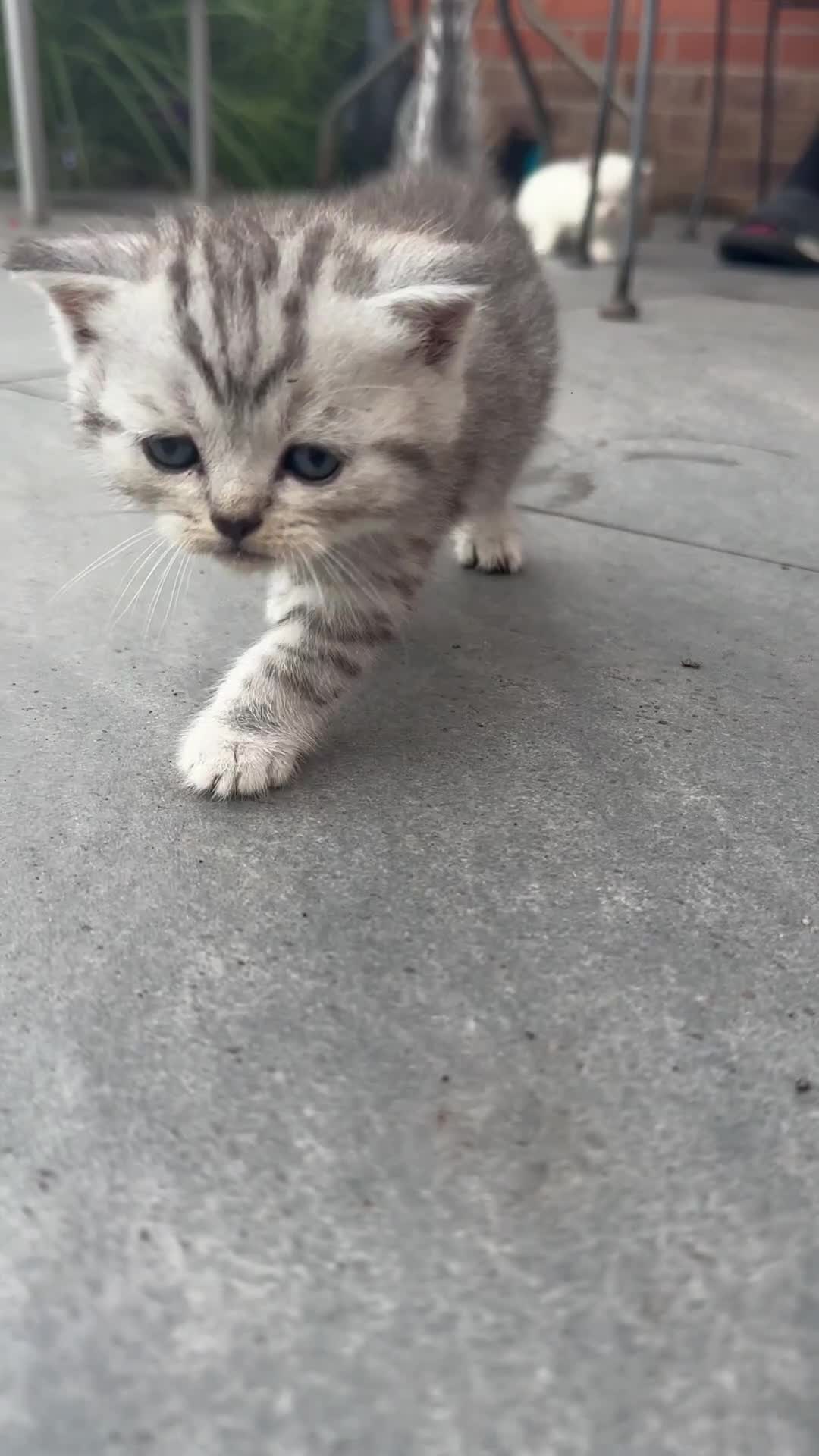 Scottish Fold cats for sale: 🆘🆘READY!🆘🆘Scottish shorthair  - Video 4