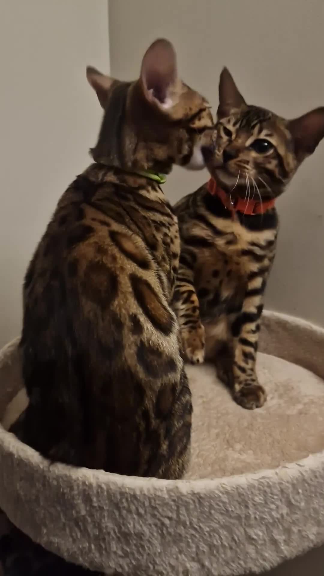 Bengal cats for sale:  🌟 Stunning Bengal Kittens  🌟 🥰🥰 - Video 1