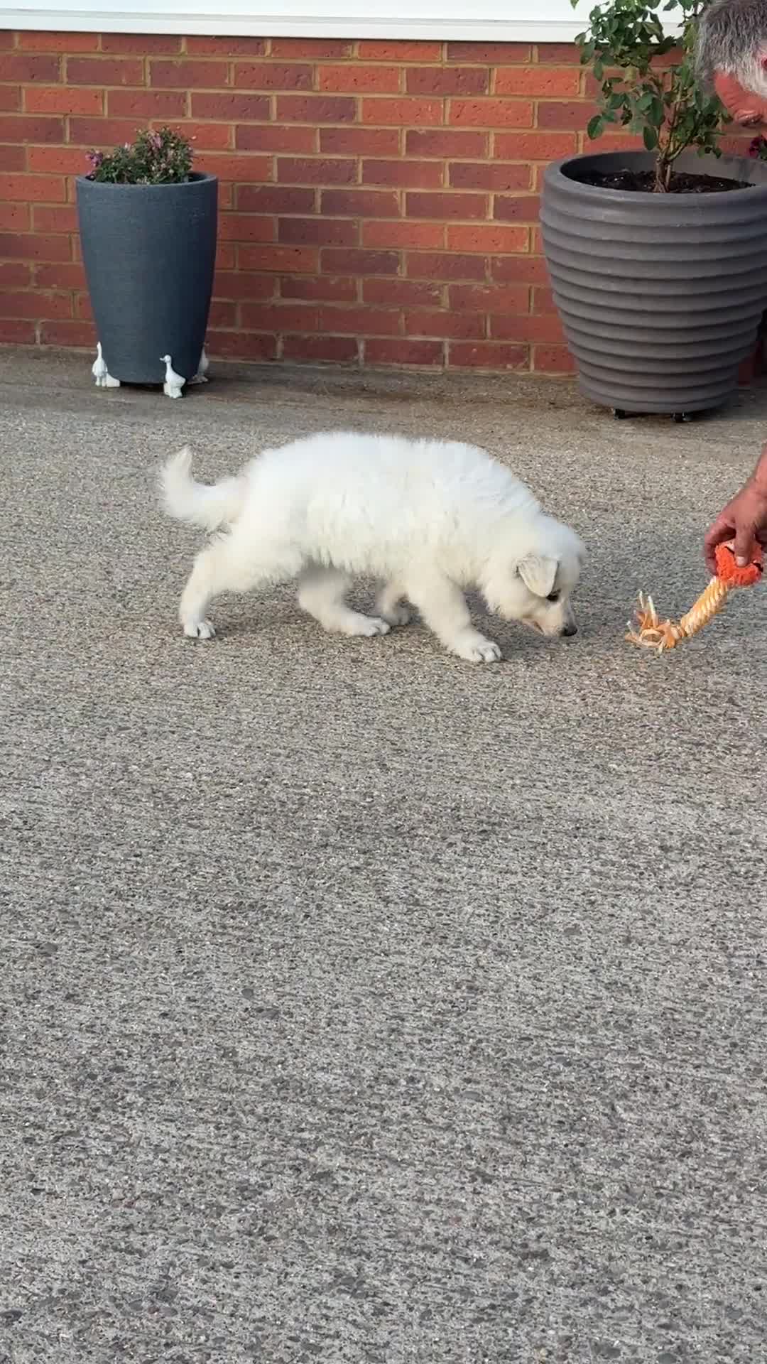 White Swiss Shepherd dogs for sale: Absolutely gorgeous  - Video 1