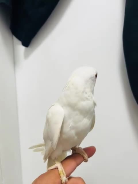 Ringnecks birds for sale: Indian Ringneck  - Video 2