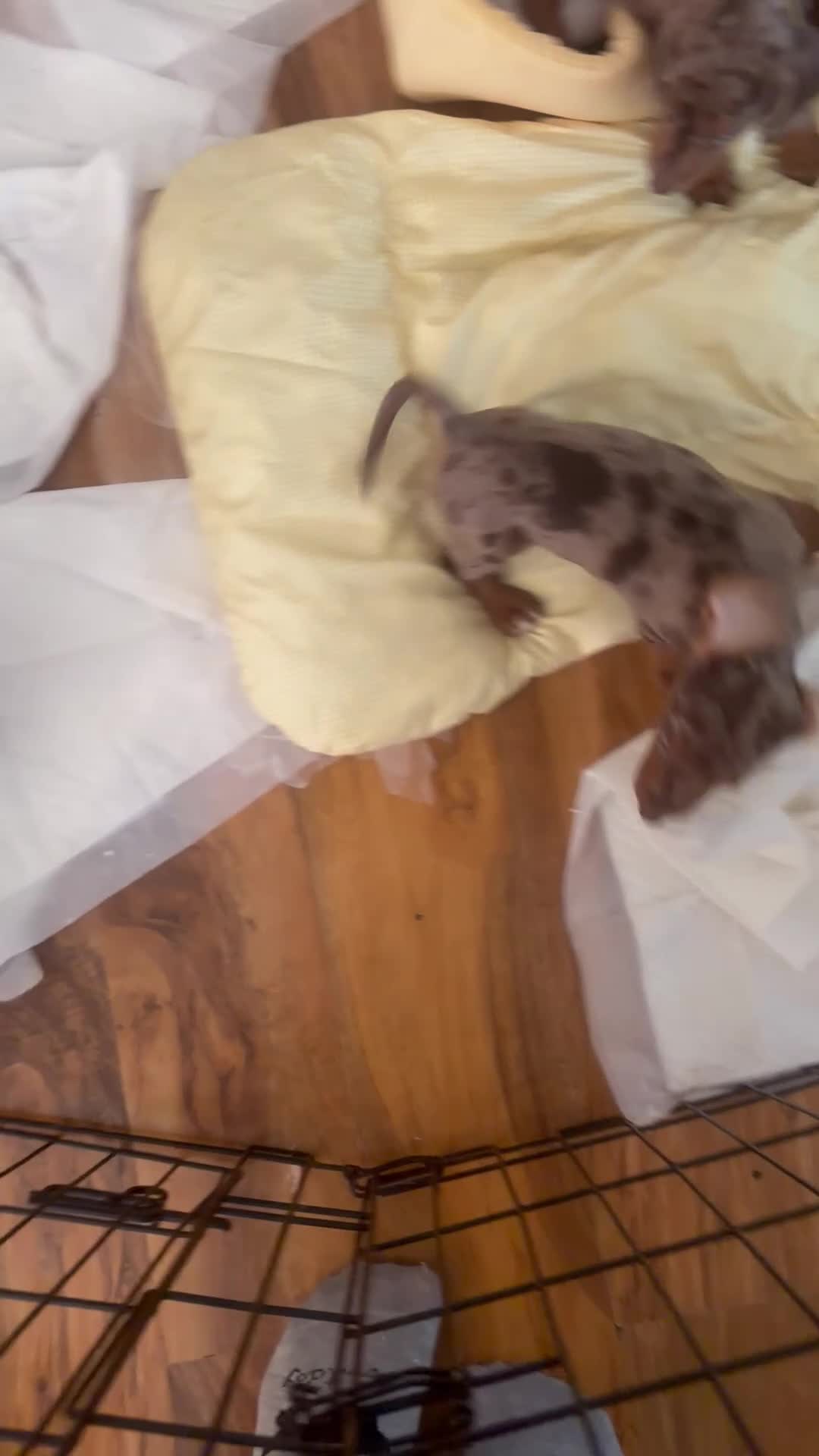 Miniature Dachshund dogs for sale: Smooth haired miniature Daschund babies in Liverpool - Video 2