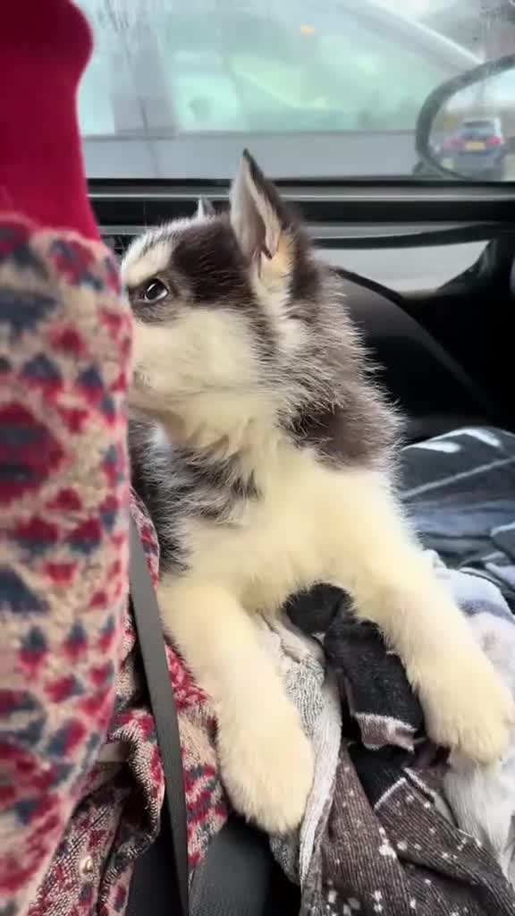 Siberian Husky dogs for adoption: Sunning 🐺 BILLY 🐺 - For An Experienced Home ❤️ in Newark - Video 1