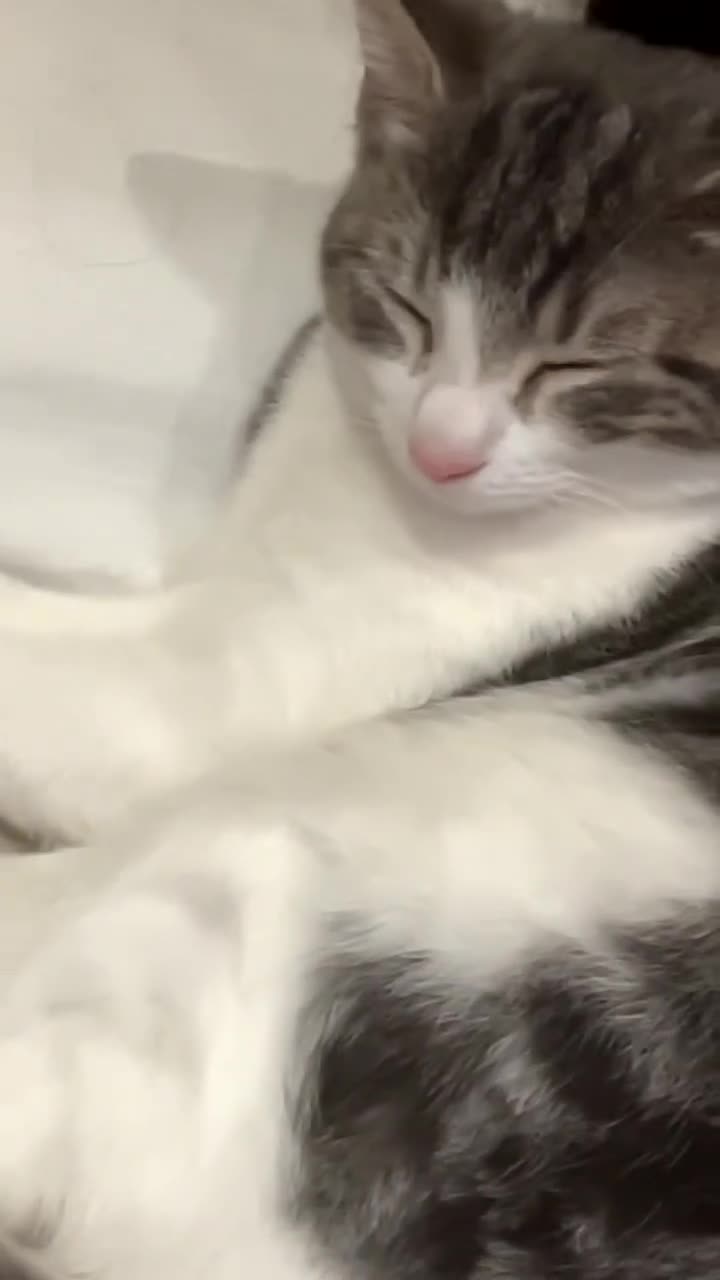 American Shorthair cats for sale: American Tabby - Video 1
