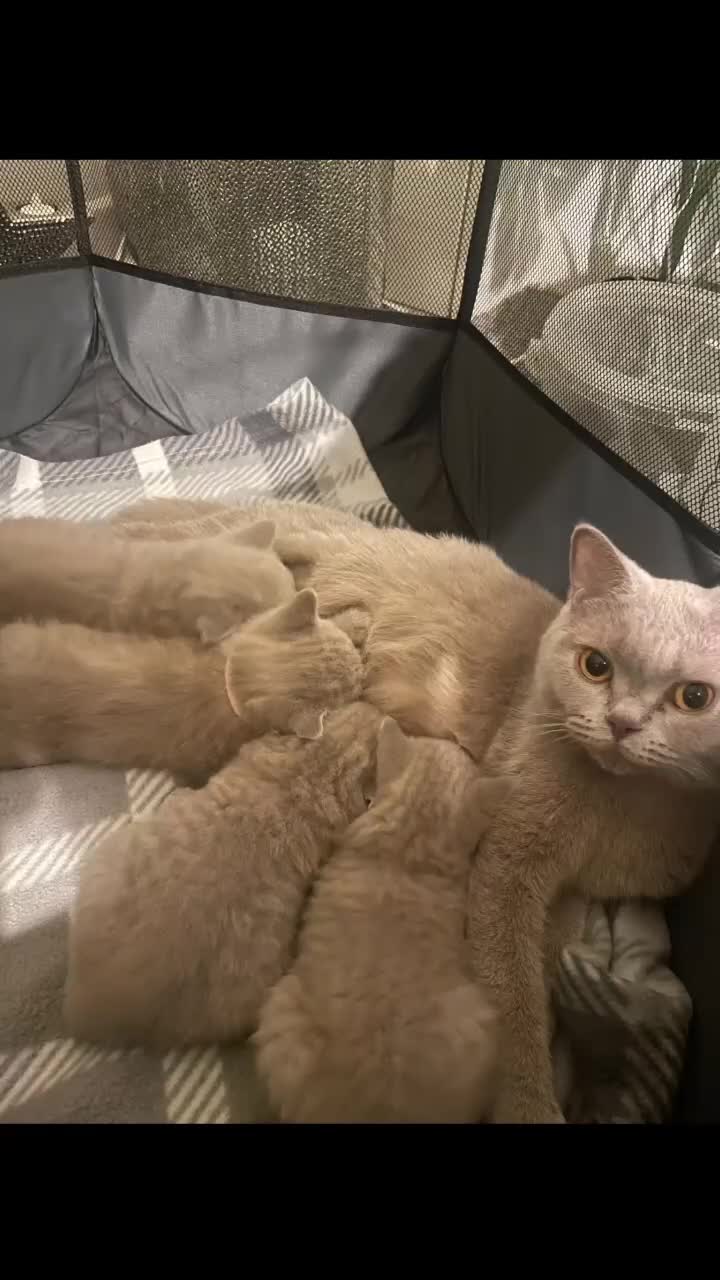 British Shorthair cats for sale: STUNNING BSH LILAC KITTENS 3 MALES/1 FEMALE  - Video 4