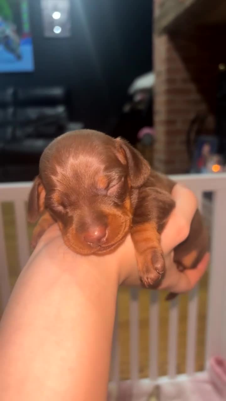 Miniature Dachshund dogs for sale: Beautiful Miniature Dachshunds Puppies🐾❤️ in Mansfield - Video 2