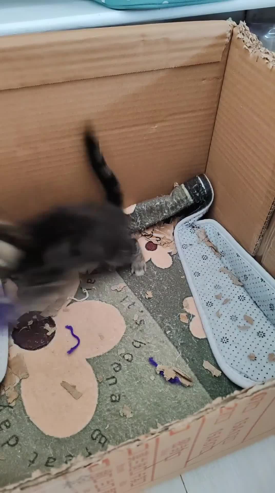 Mixed Breed cats for sale: Ch417dp  - Video 4