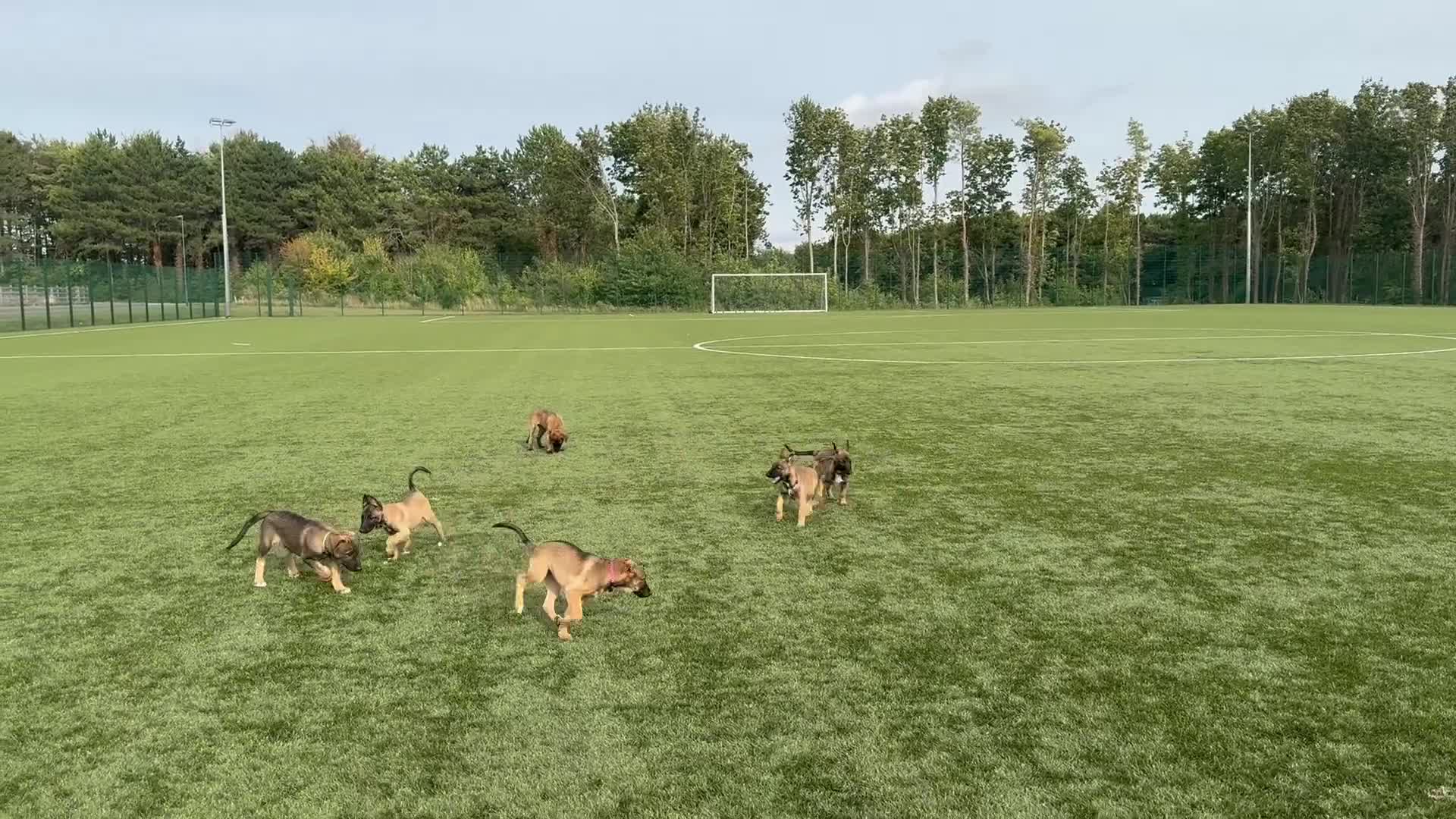 Belgian Shepherd Dog dogs for sale: Belgian Malinois puppies🐾 - Video 2