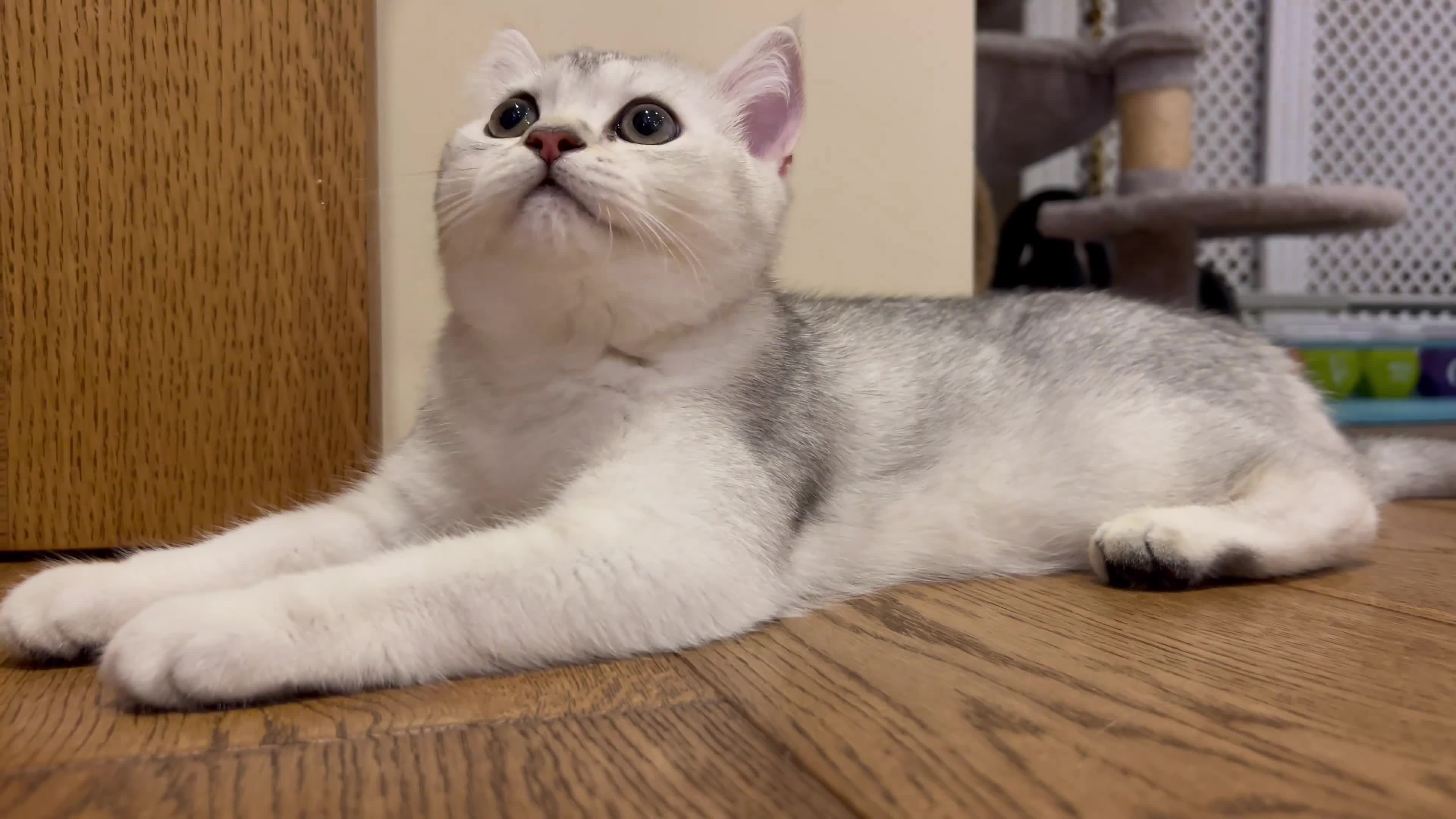 Scottish Fold cats for sale: 😻😻😻 Last beautiful girl 😻😻😻 - Video 1