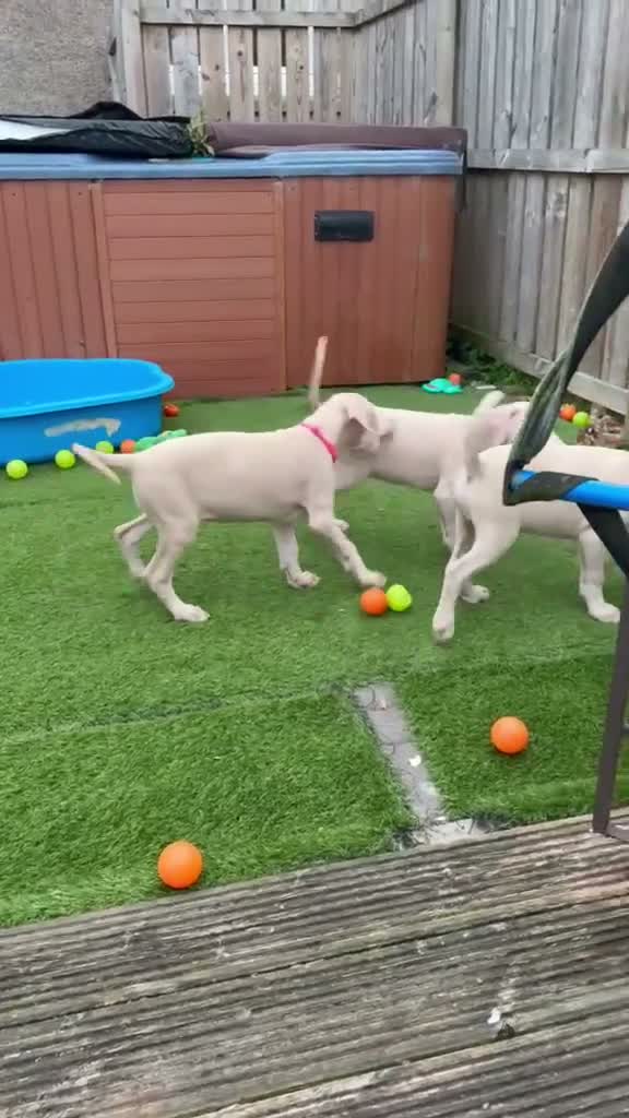 Dobermann dogs for sale: White Doberman  in Broxburn - Video 2