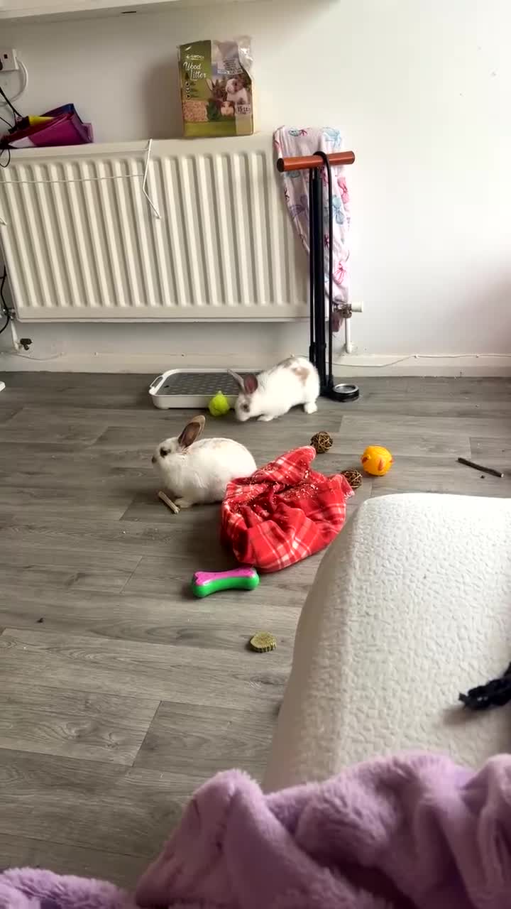 Mixed Breed rabbits for sale: Rehoming my boy and girl rabbit - Video 1