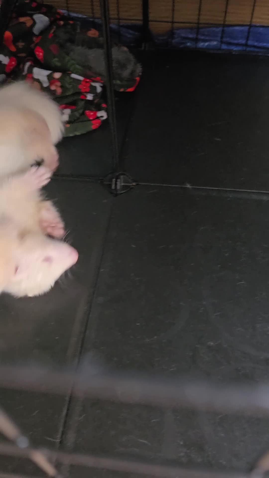 Ferret rodents for sale: X2 albino male ferret kits with cage + accessories in Dudley - Video 1