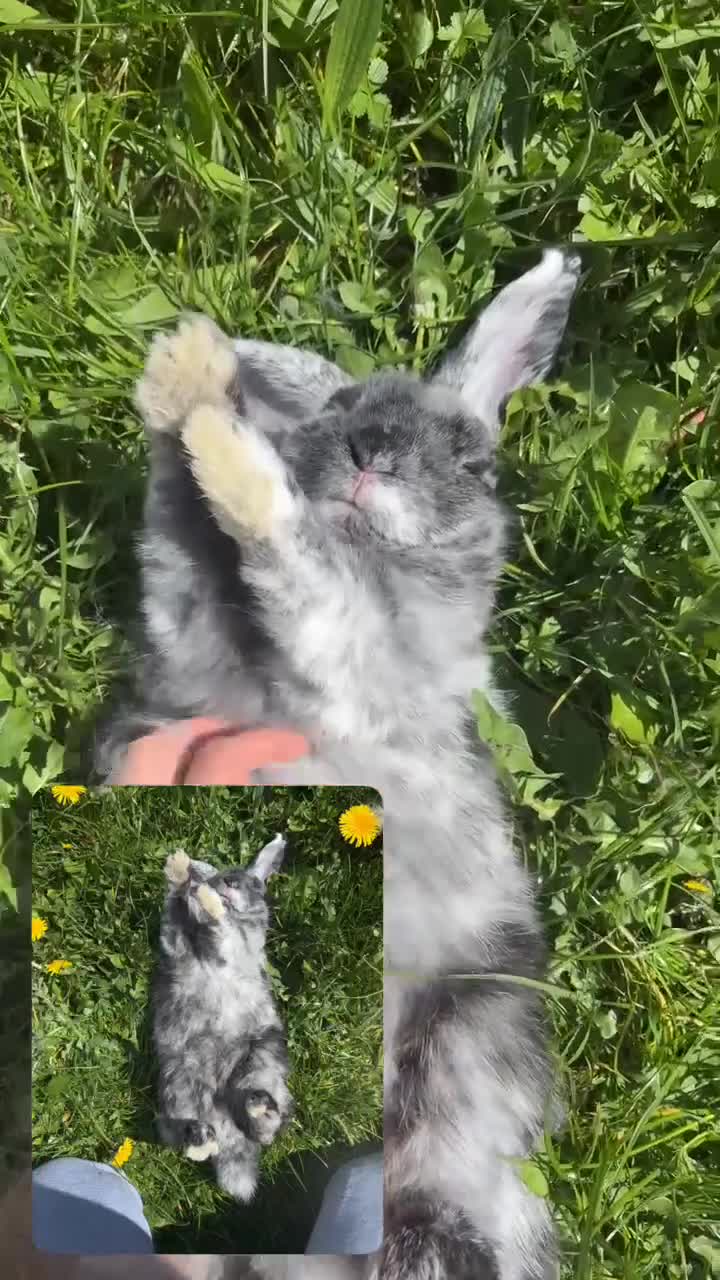 Mini Lop rabbits for sale: Mini lop my name is Aero 😍 - Video 2