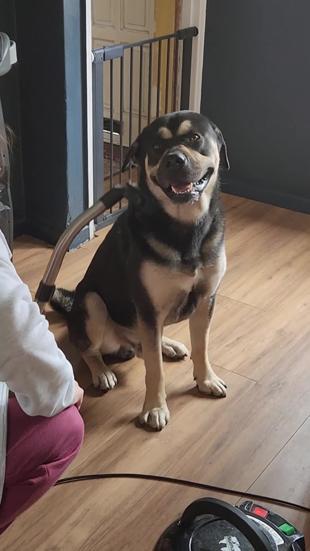 Mixed Breed dogs for sale: Deku   - Video 1