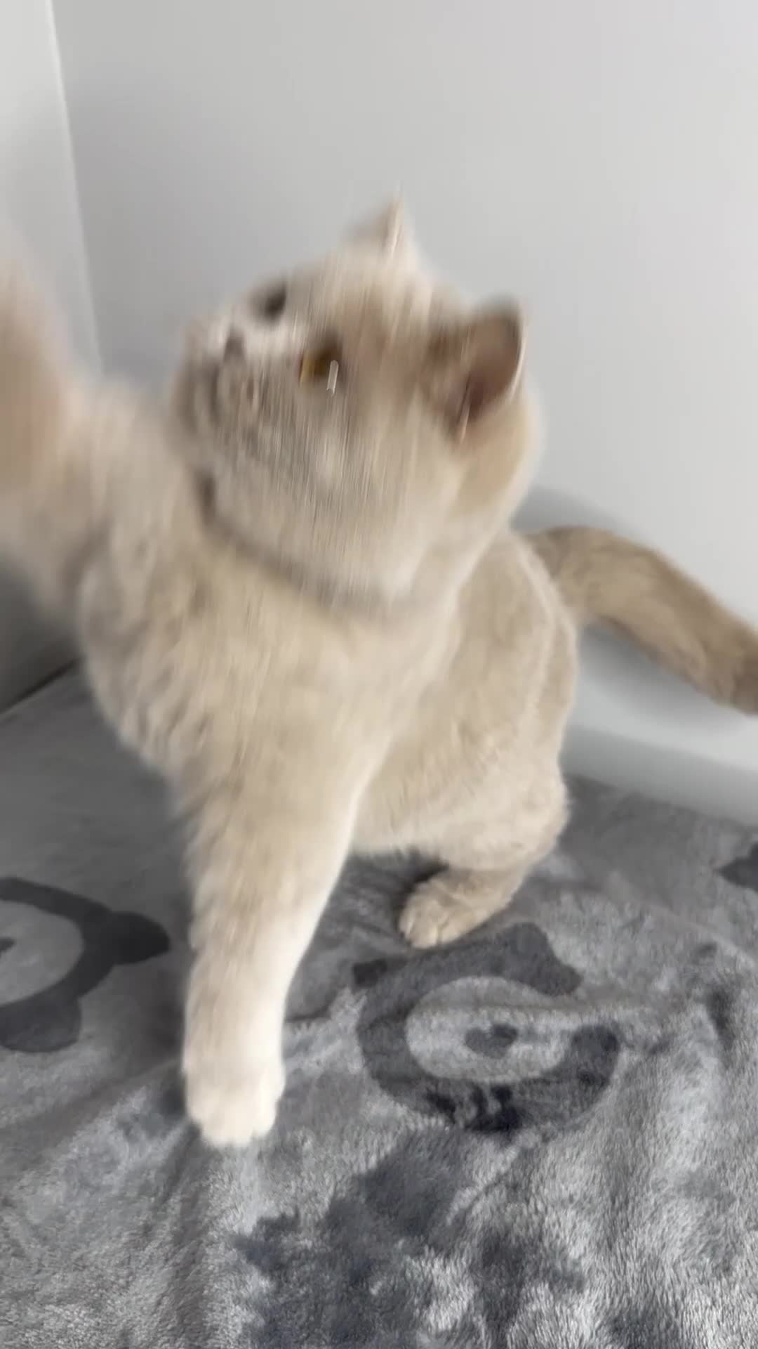 British Shorthair cats for sale: British shorthair Fawn - ONLY 2 kittens left  - Video 1