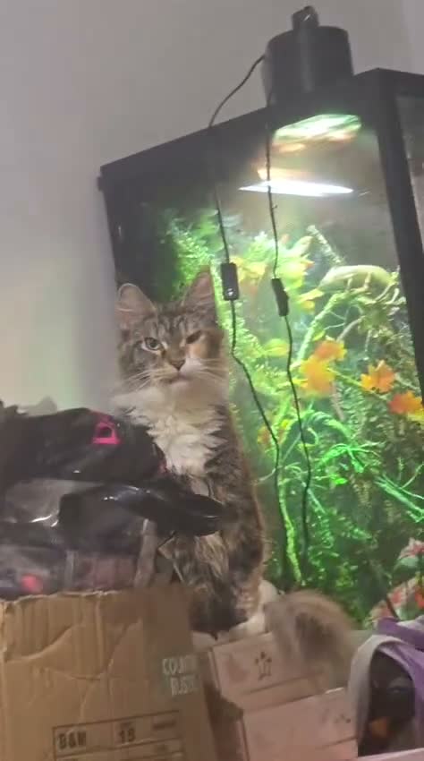 Maine Coon cats for sale: I have 2 maincoons for sale one boy one girl  in Colchester - Video 1