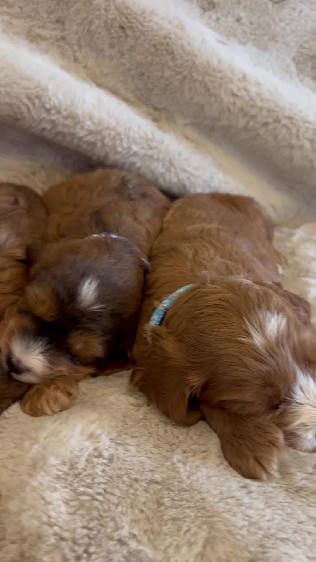 Cockapoo dogs for sale: F1 Cockapoo Puppies PRA Clear! KC Parents!  in Sittingbourne - Video 1