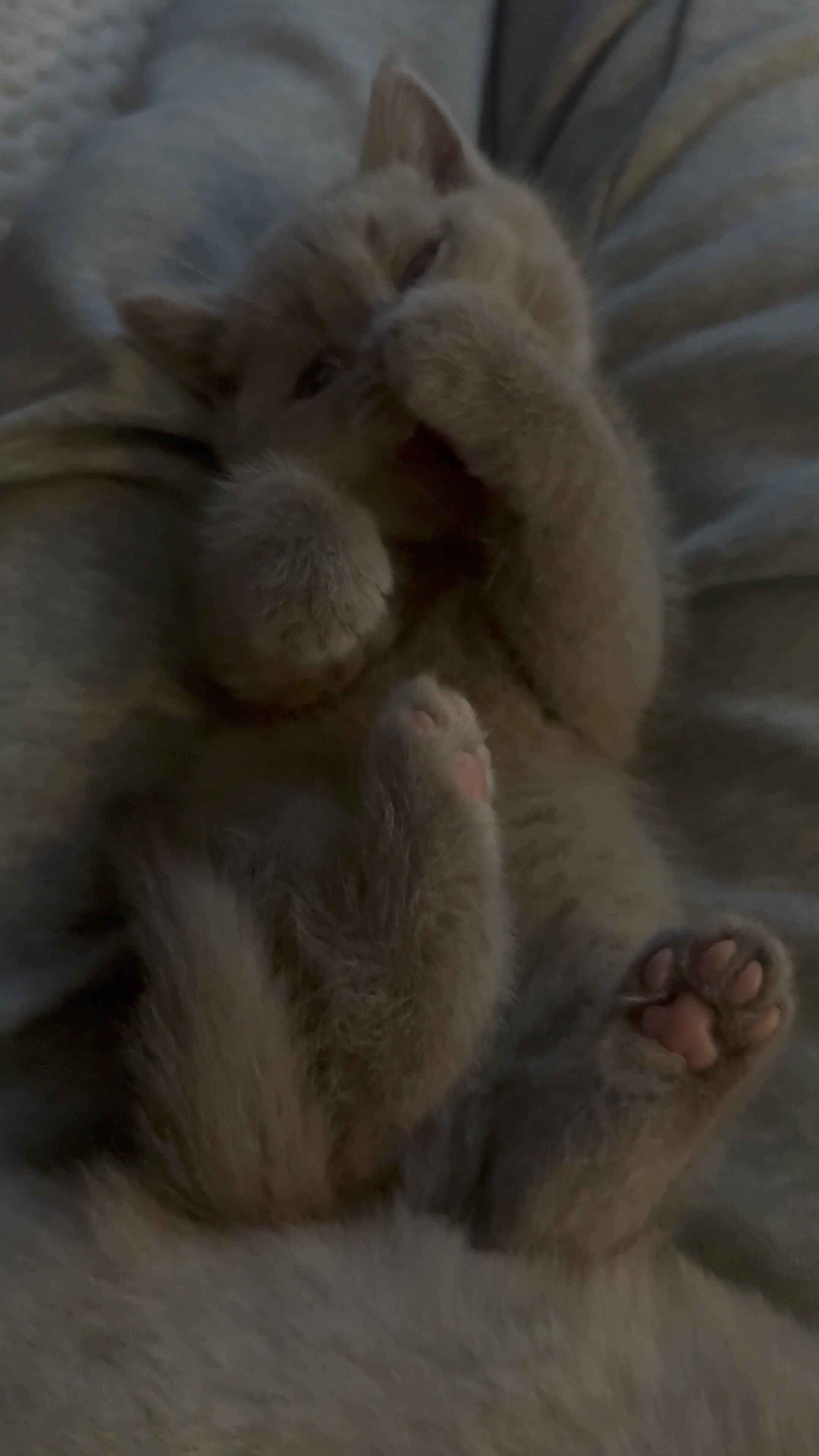 British Shorthair cats for sale: Champion Line British Shorthair Kittens - Video 1
