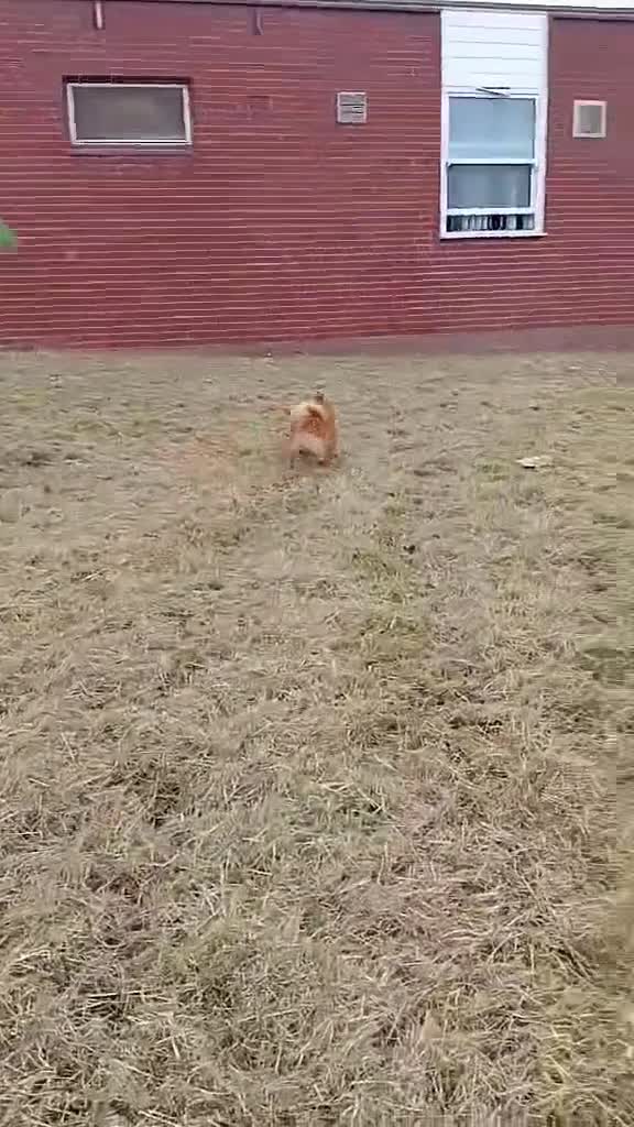 Pomchi dogs for sale: Beautiful Pomchi Puppy's 🐶 🐶 💙 - Video 1