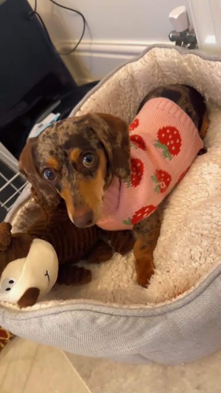 Miniature Dachshund dogs for sale: 10 month miniature dachshund  - Video 1