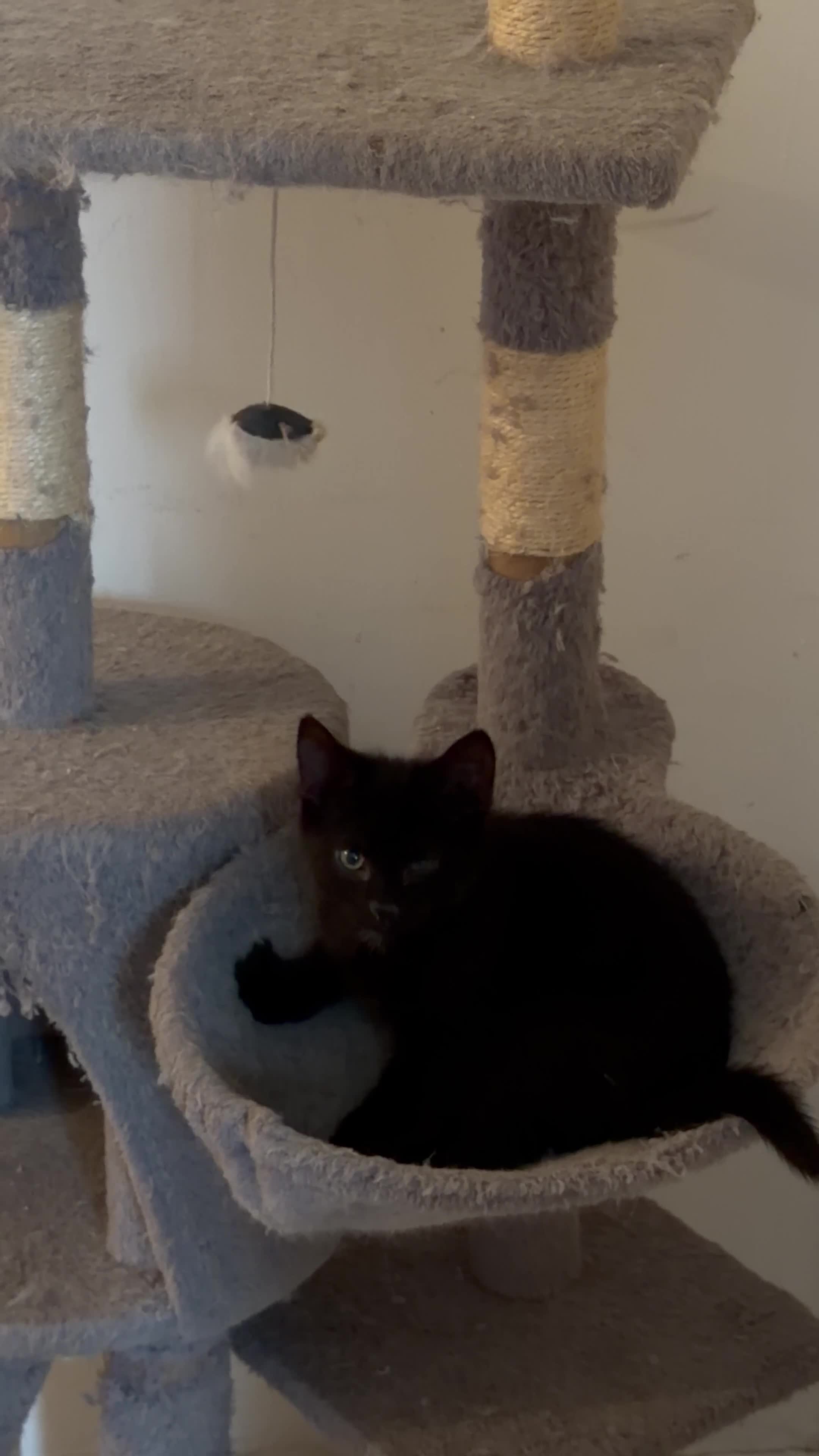 British Shorthair cats for sale: British Shorthair Tabby Kittens Available Now  - Video 3