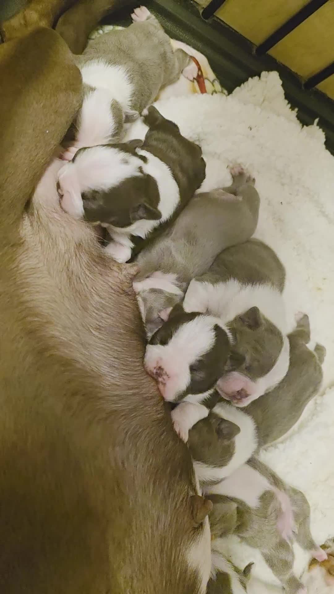 Boston Terrier dogs for sale: Chunky, Big and Beautiful KC Bostons  in Doncaster - Video 1