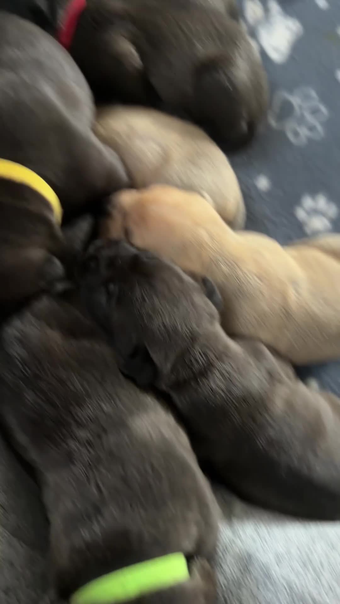 Mixed Breed dogs for sale: 1  boy left!!  8 adorable staff/lab mix pups!!! - Video 3
