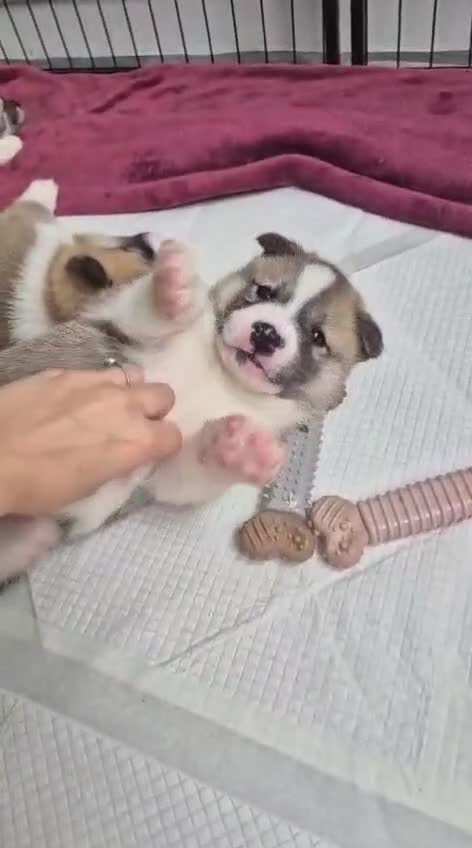 Huskita dogs for sale: Huskita male puppy   - Video 1