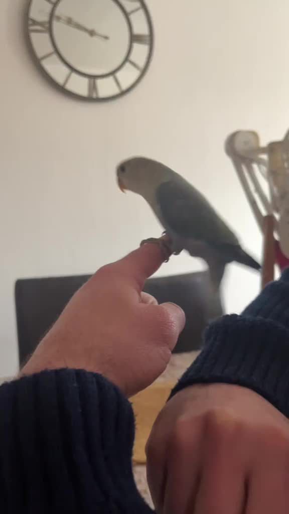 Lovebirds birds for sale: Cute young lovebirds - Video 2