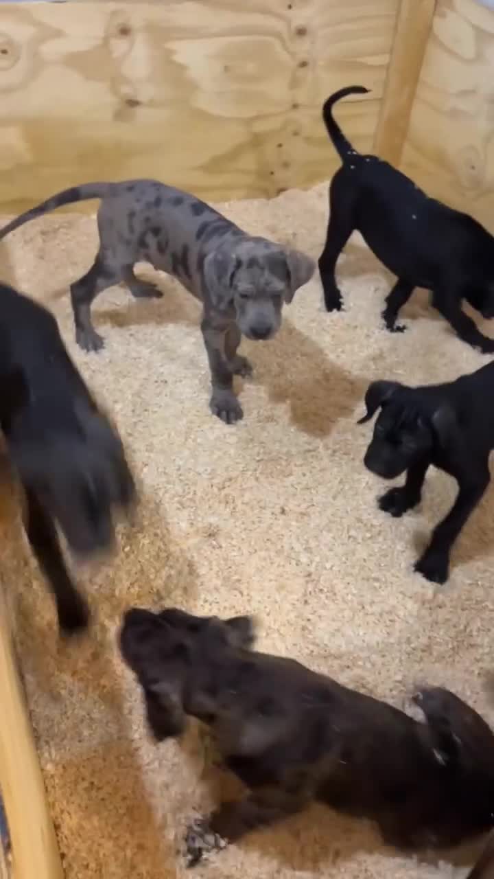 Cane Corso dogs for sale: Beautiful Cane Corso Puppies. - Video 4