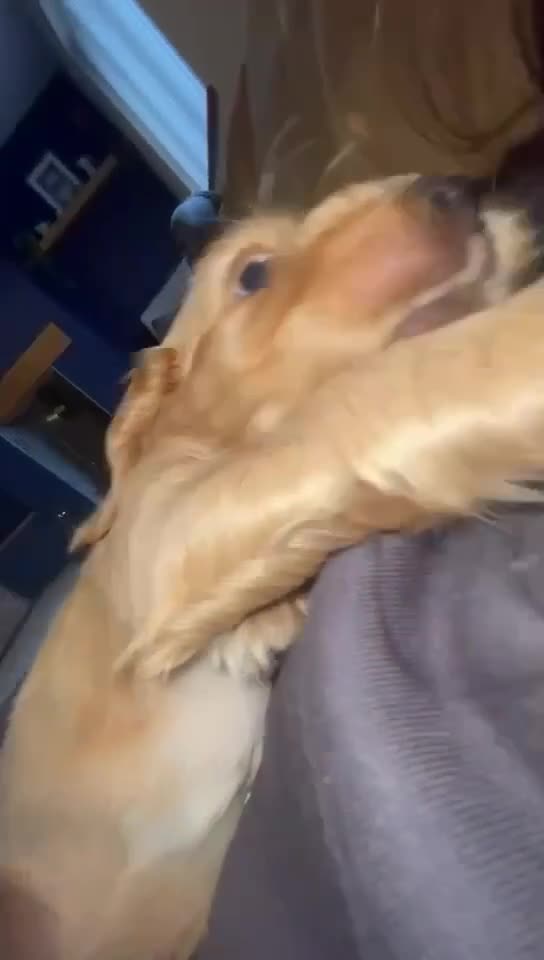 Cocker Spaniel dogs for sale: Beautiful Golden Cocker Spaniel Puppies for Sale - Video 1