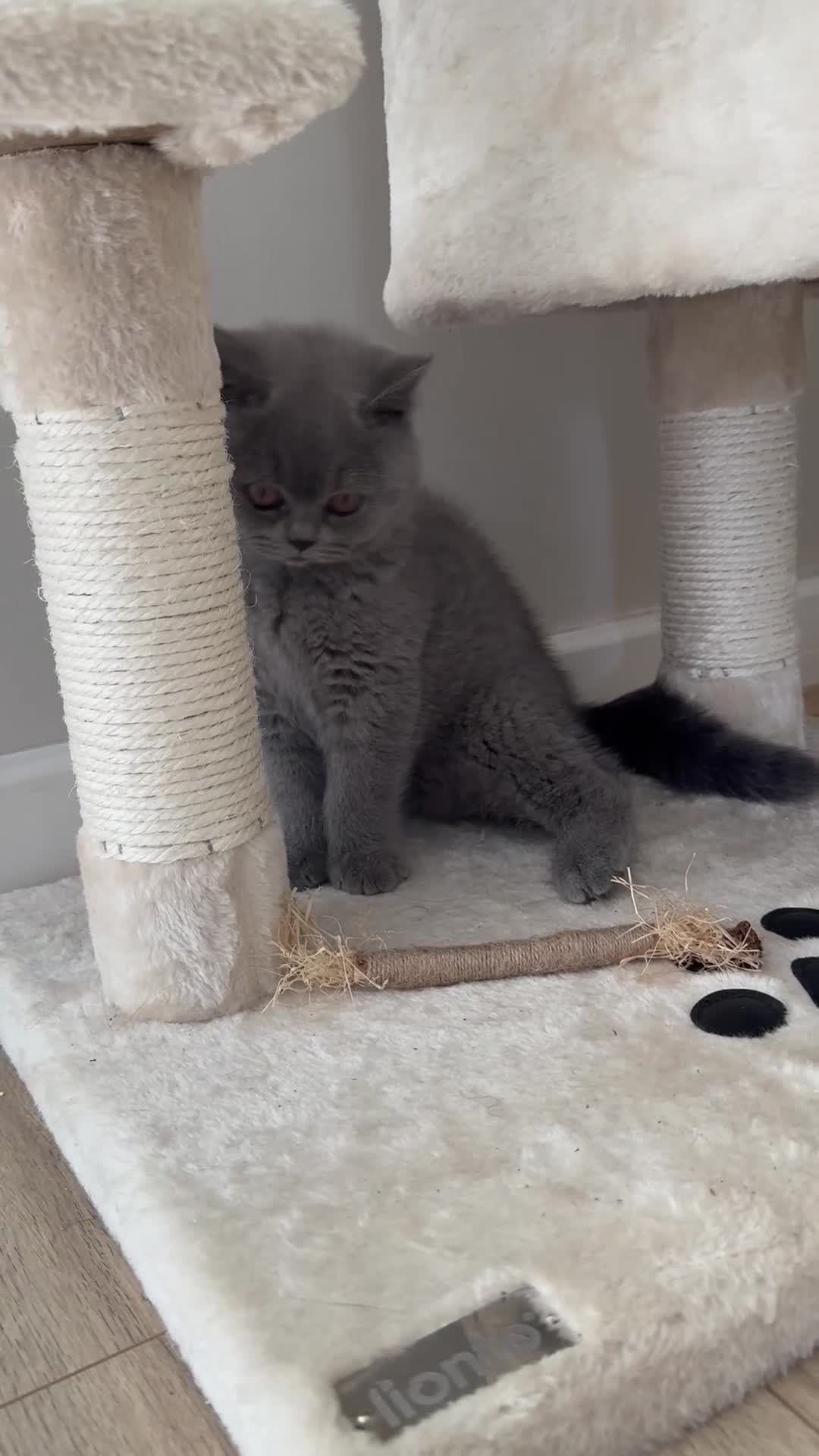 British Shorthair cats for sale: Bsh kitten female  - Video 1