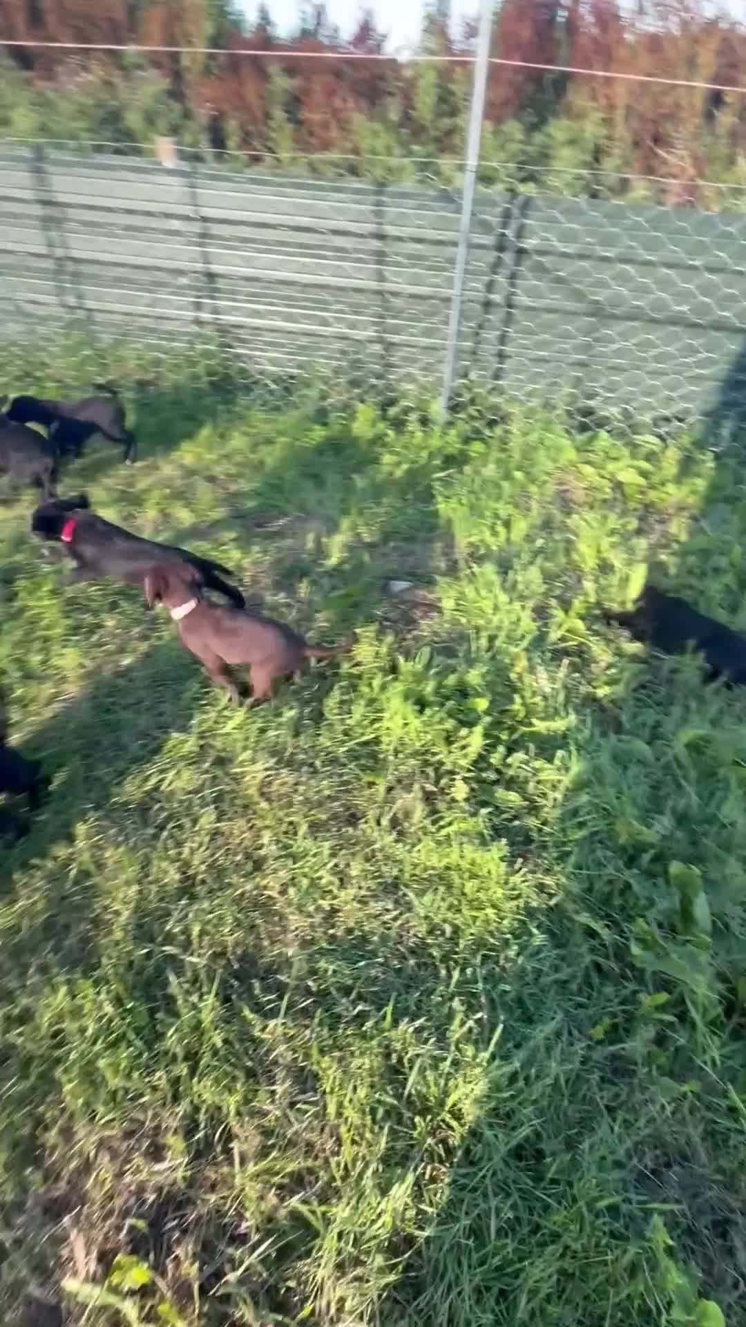 Mixed Breed dogs for sale: Doberdoodle Puppies – Ready for forever Homes! 🐾 - Video 2