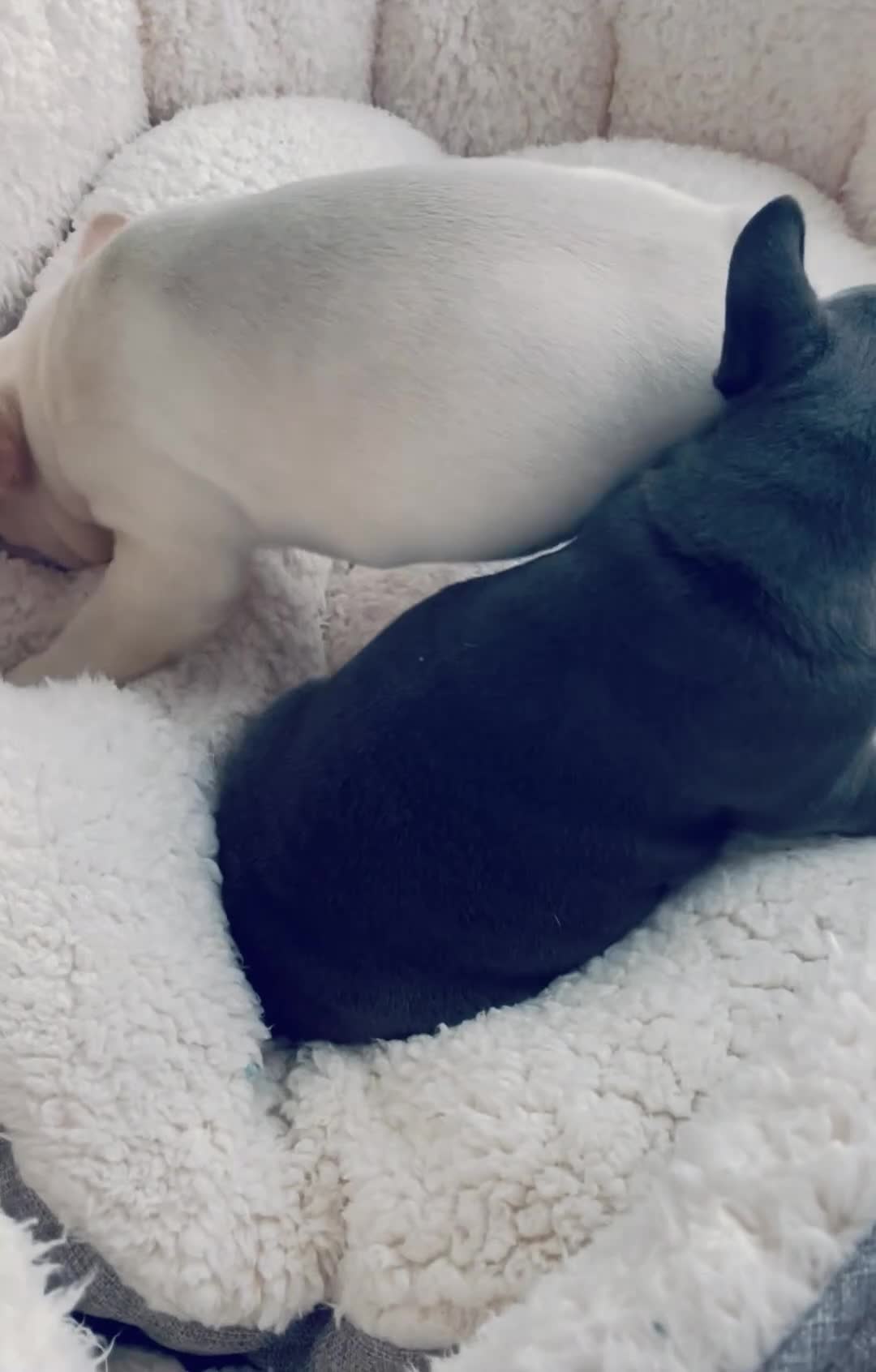 French Bulldog dogs for sale: KC registered male frenchie ready to leave now!:) - Video 2